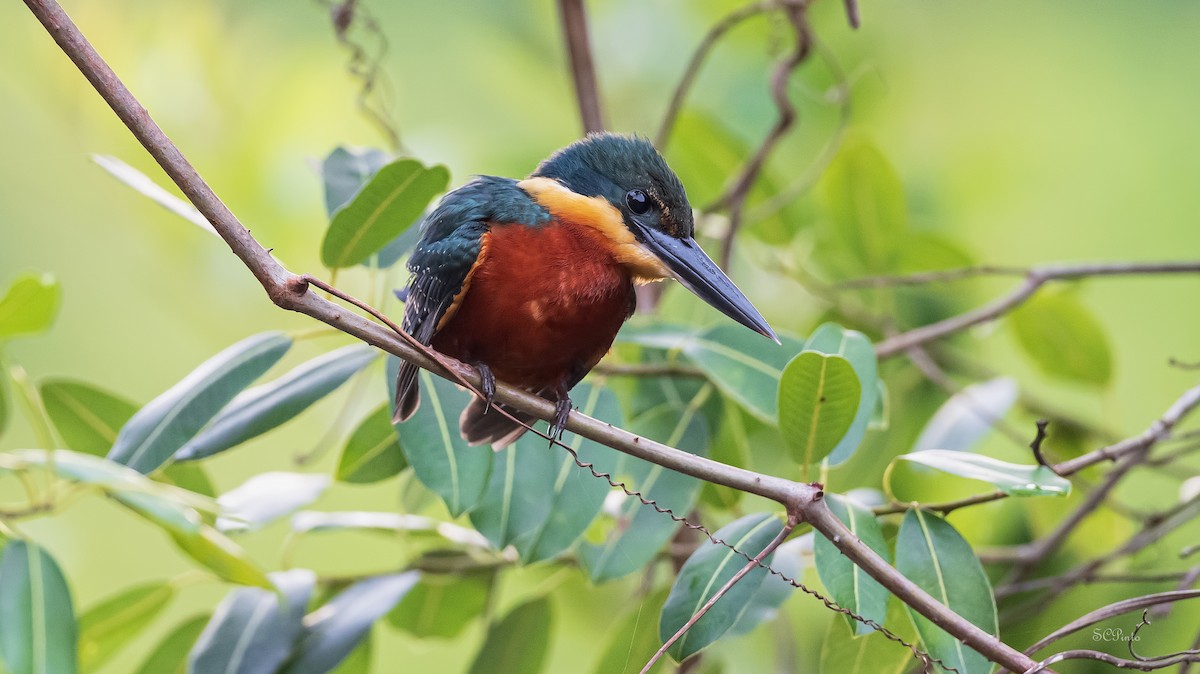 Green-and-rufous Kingfisher - Shailesh Pinto