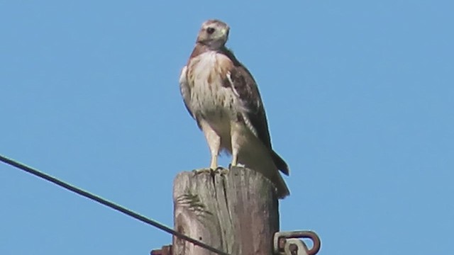 Red-tailed Hawk - ML609558947