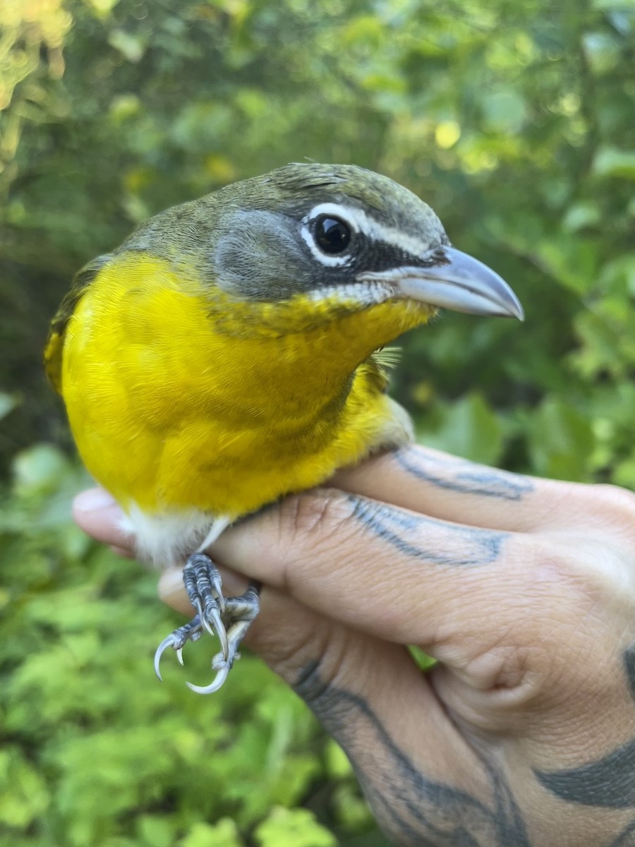 Yellow-breasted Chat - ML609558963
