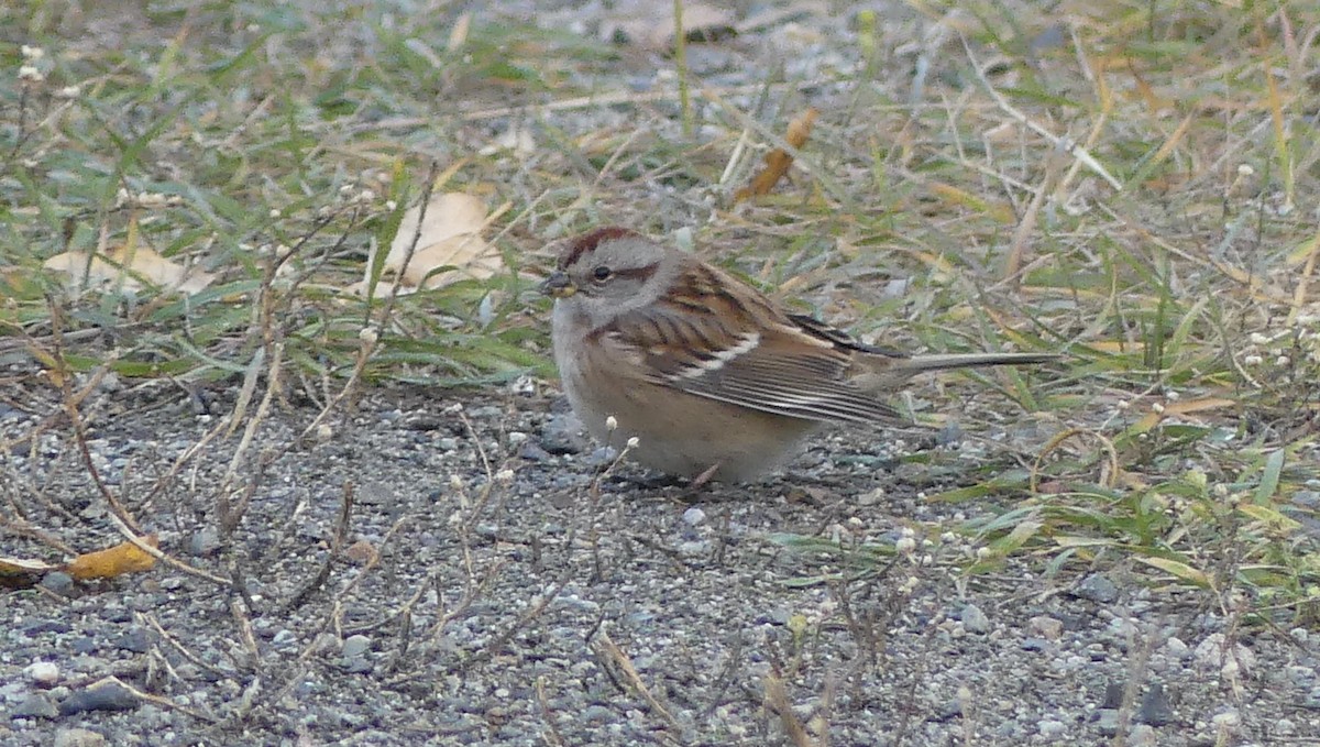 American Tree Sparrow - ML609558989