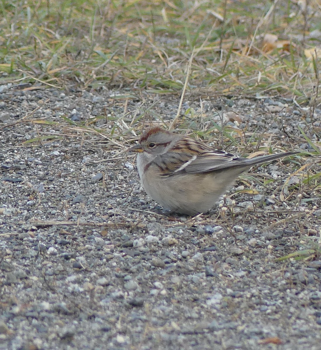 American Tree Sparrow - T A