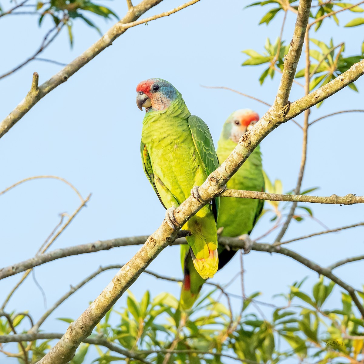 Red-tailed Parrot - ML609559014