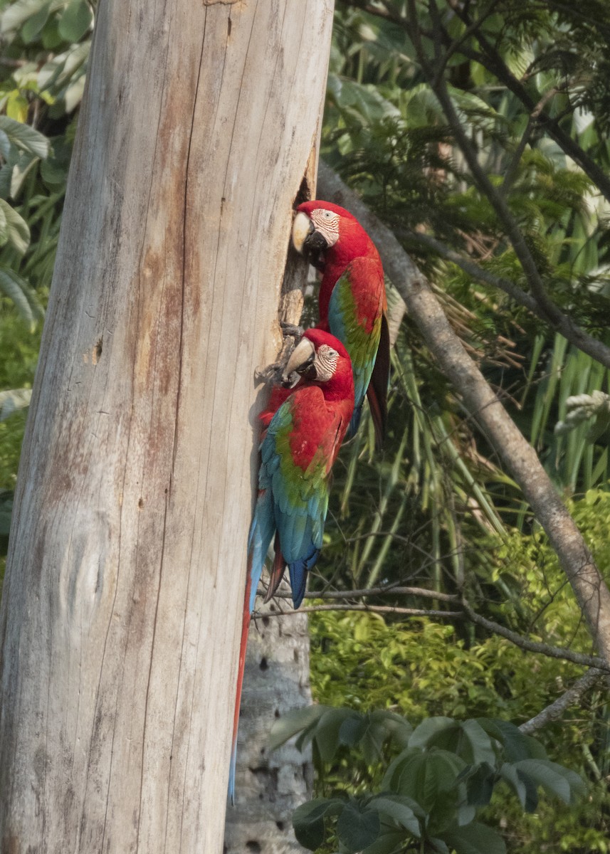 Red-and-green Macaw - ML609559231
