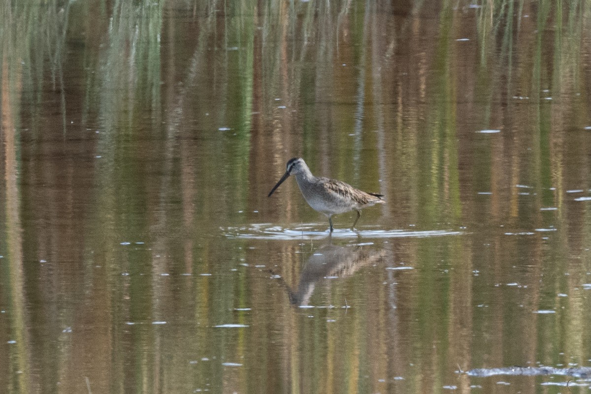Short-billed Dowitcher - Mike Thompson