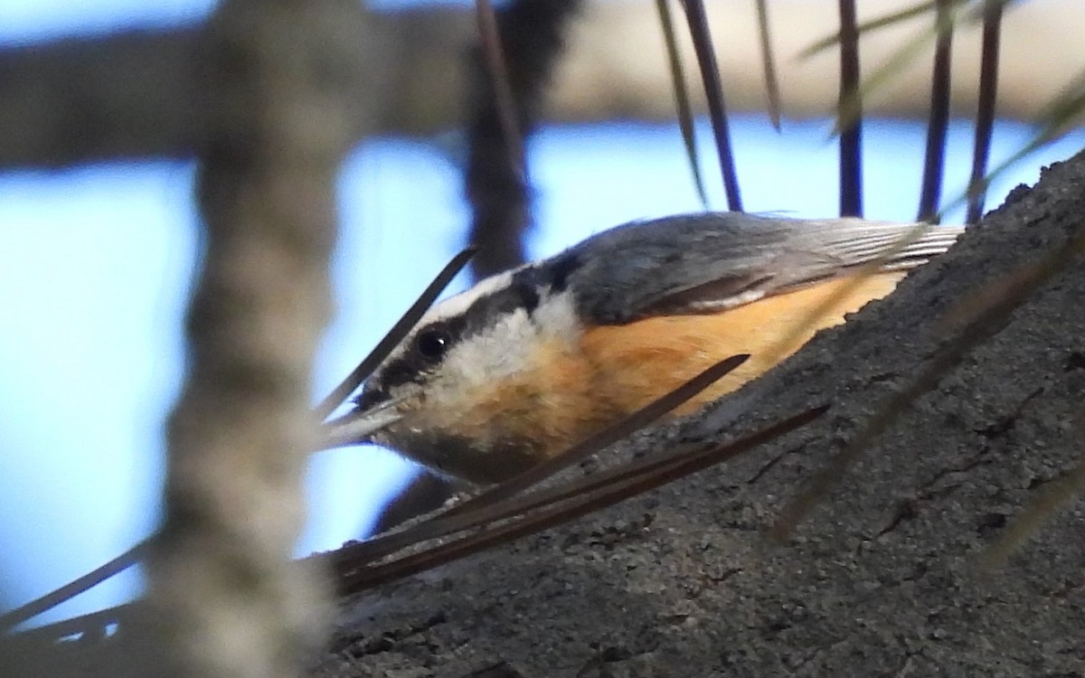Red-breasted Nuthatch - ML609559479