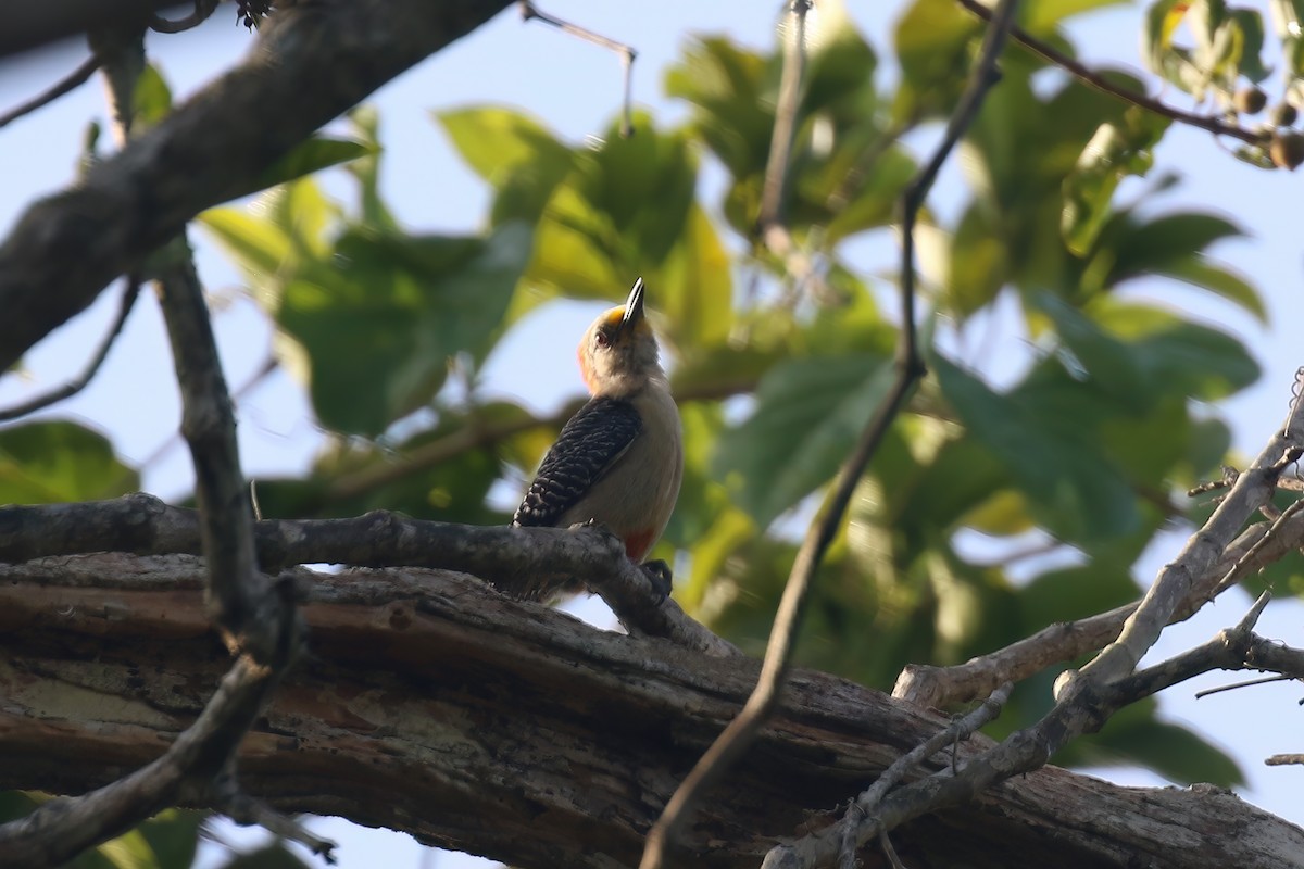 Yucatan Woodpecker - ML609559544