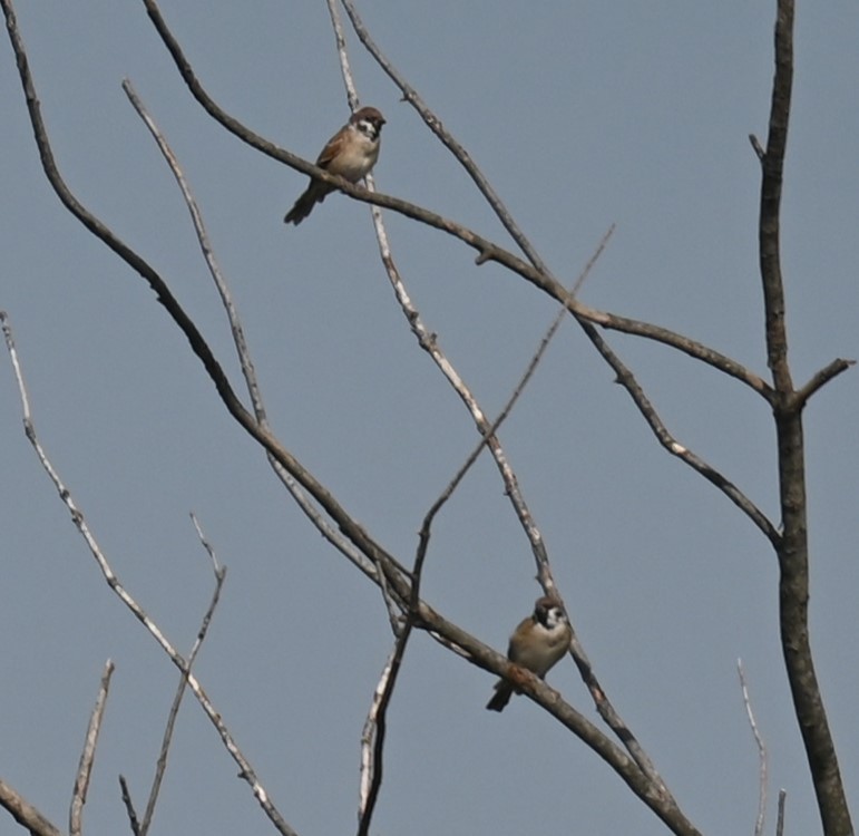 Eurasian Tree Sparrow - Robert Perez
