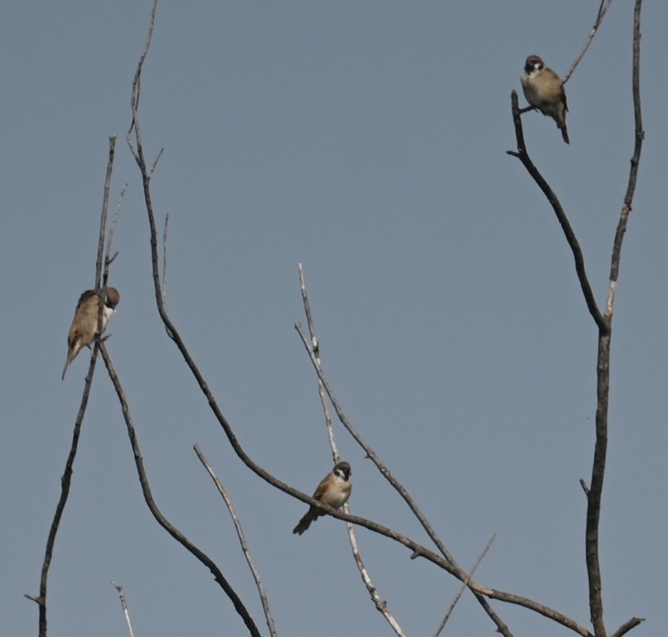 Eurasian Tree Sparrow - Robert Perez