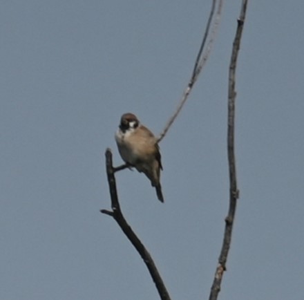 Eurasian Tree Sparrow - ML609559859