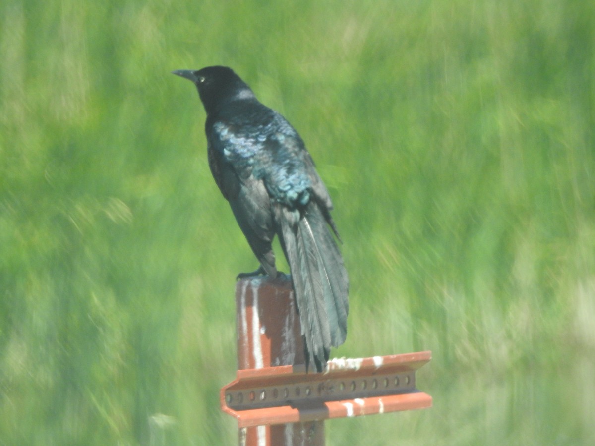 Great-tailed Grackle - ML60955991