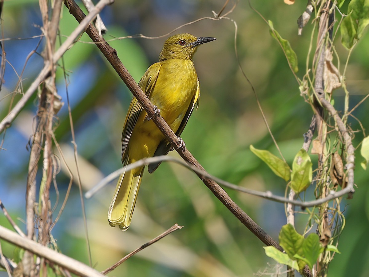 Sula Golden-Bulbul - Hypsipetes longirostris - Birds of the World