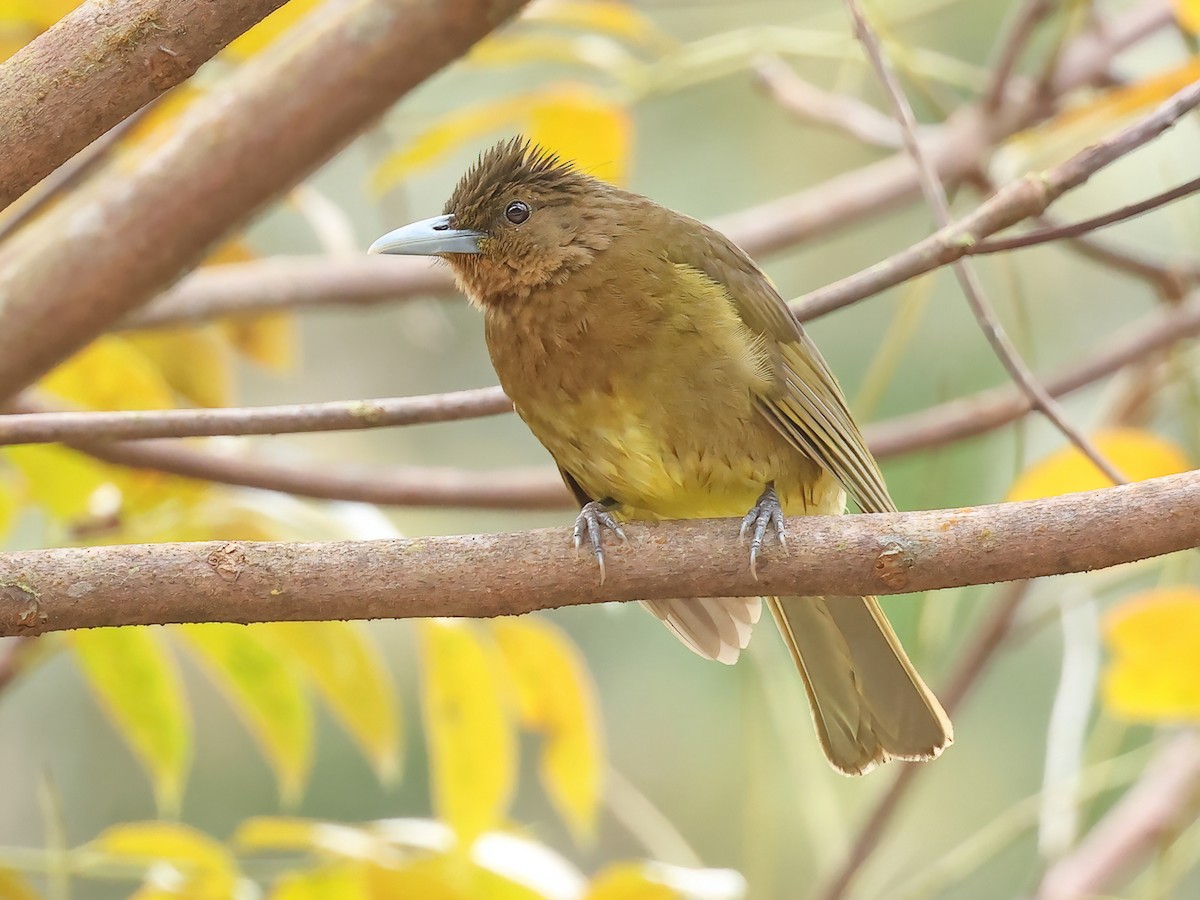 Camiguin Bulbul - Hypsipetes catarmanensis - Birds of the World