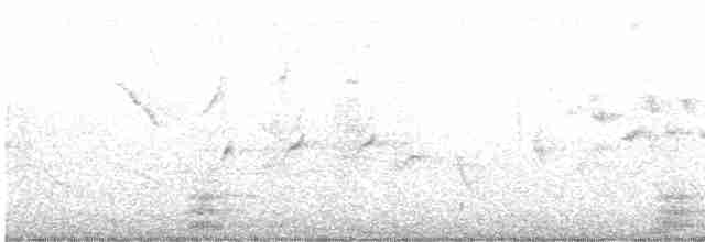 Белобровый крапивник - ML609560749