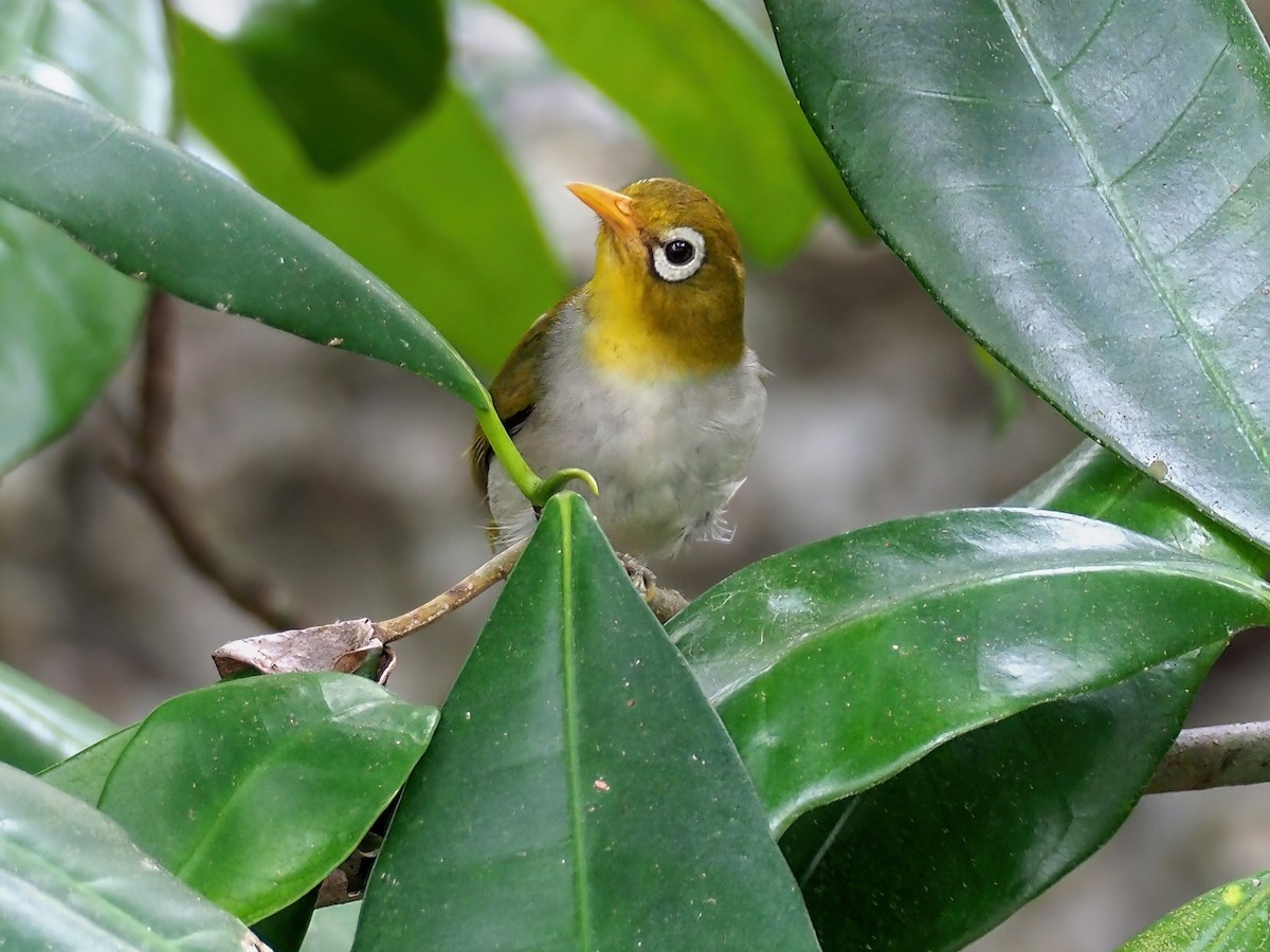 Wangi-Wangi White-eye - Zosterops paruhbesar - Birds of the World