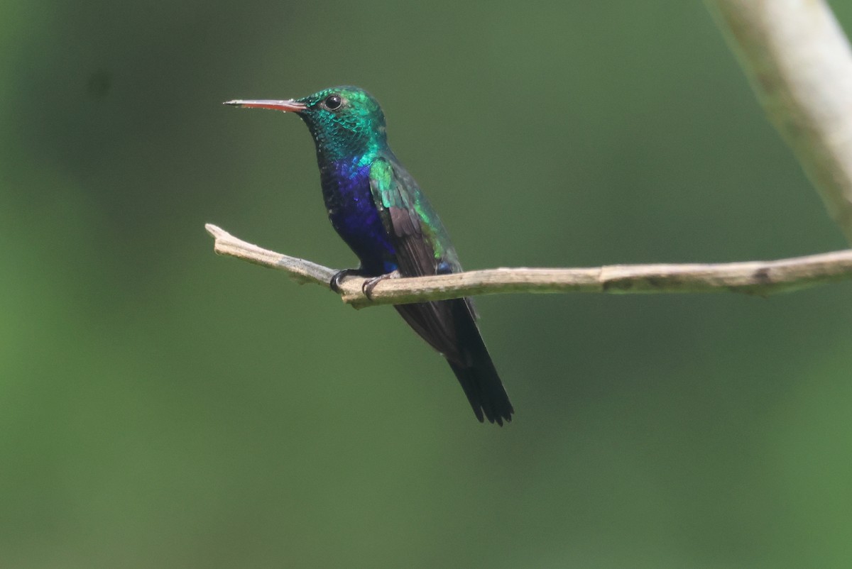 Violet-bellied Hummingbird - ML609561082