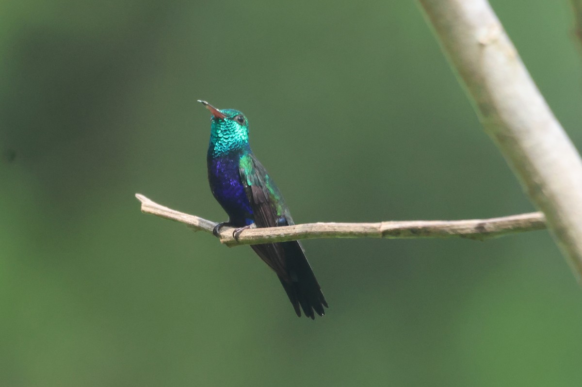 Violet-bellied Hummingbird - ML609561083