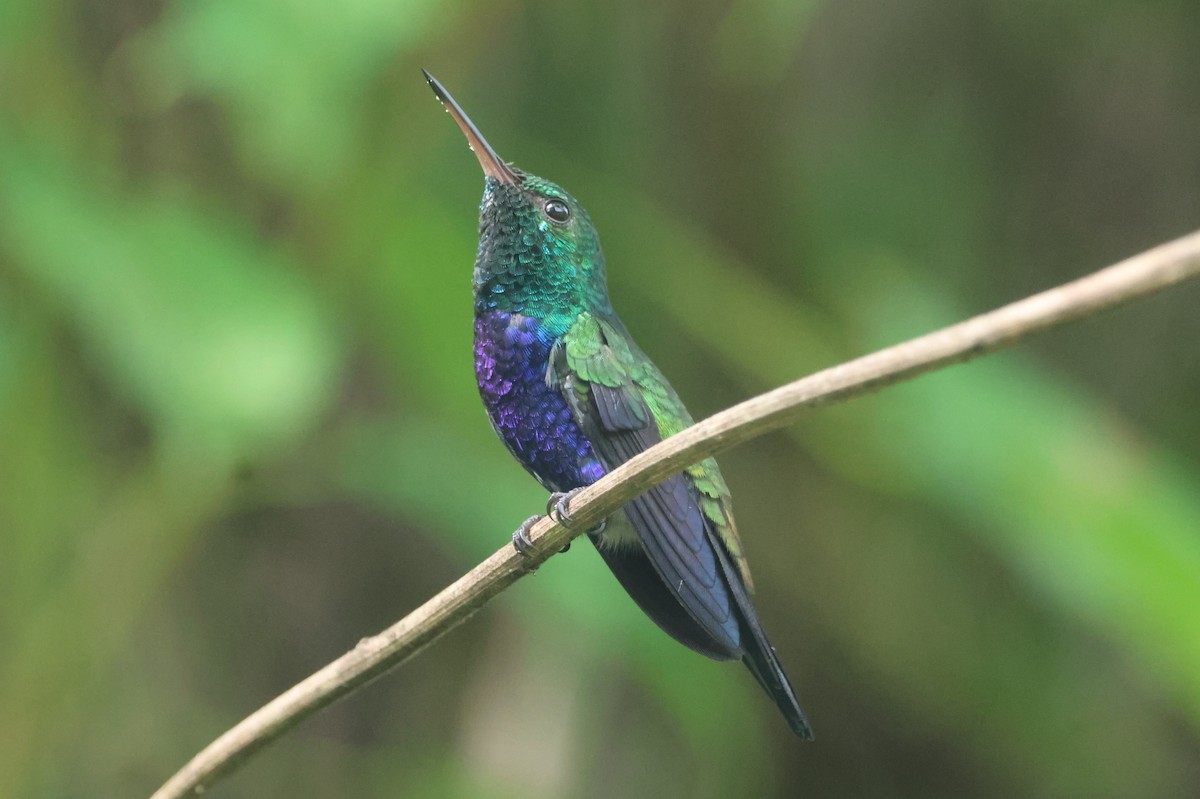 Violet-bellied Hummingbird - ML609561085