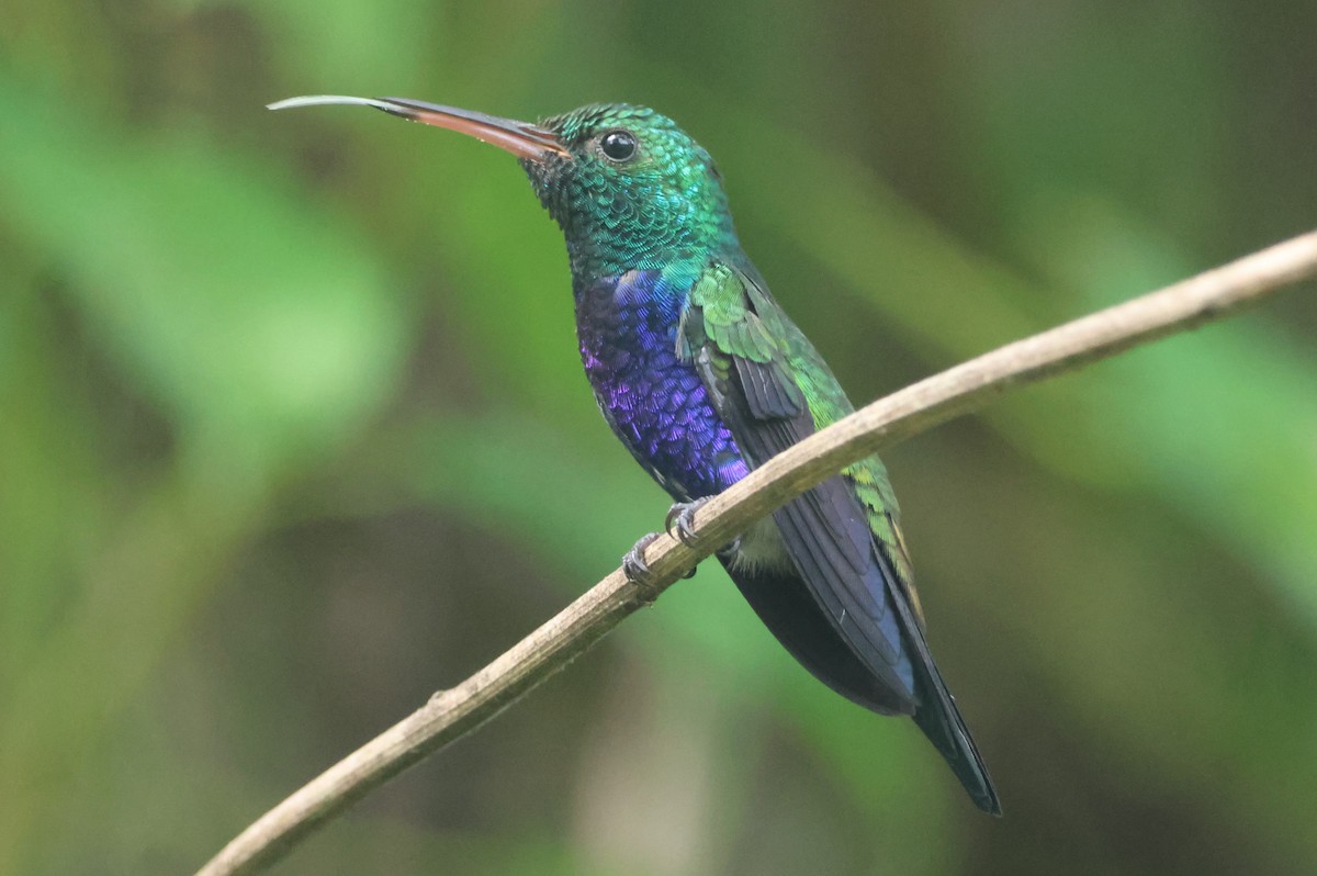 Violet-bellied Hummingbird - ML609561086