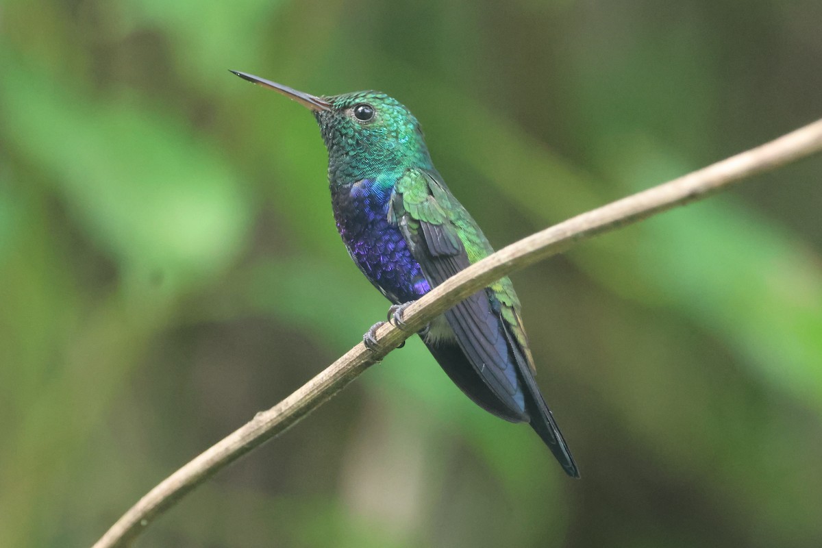 Violet-bellied Hummingbird - ML609561087
