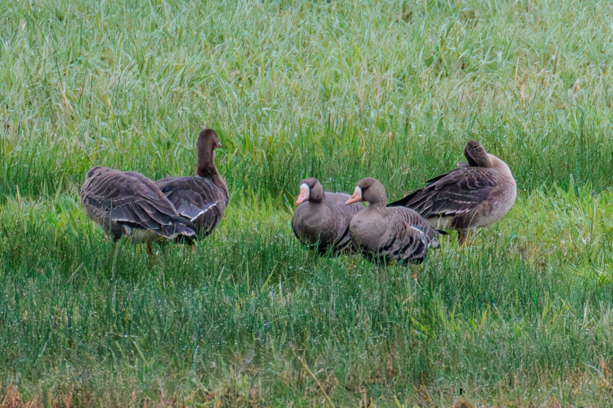 Greater White-fronted Goose - ML609561119