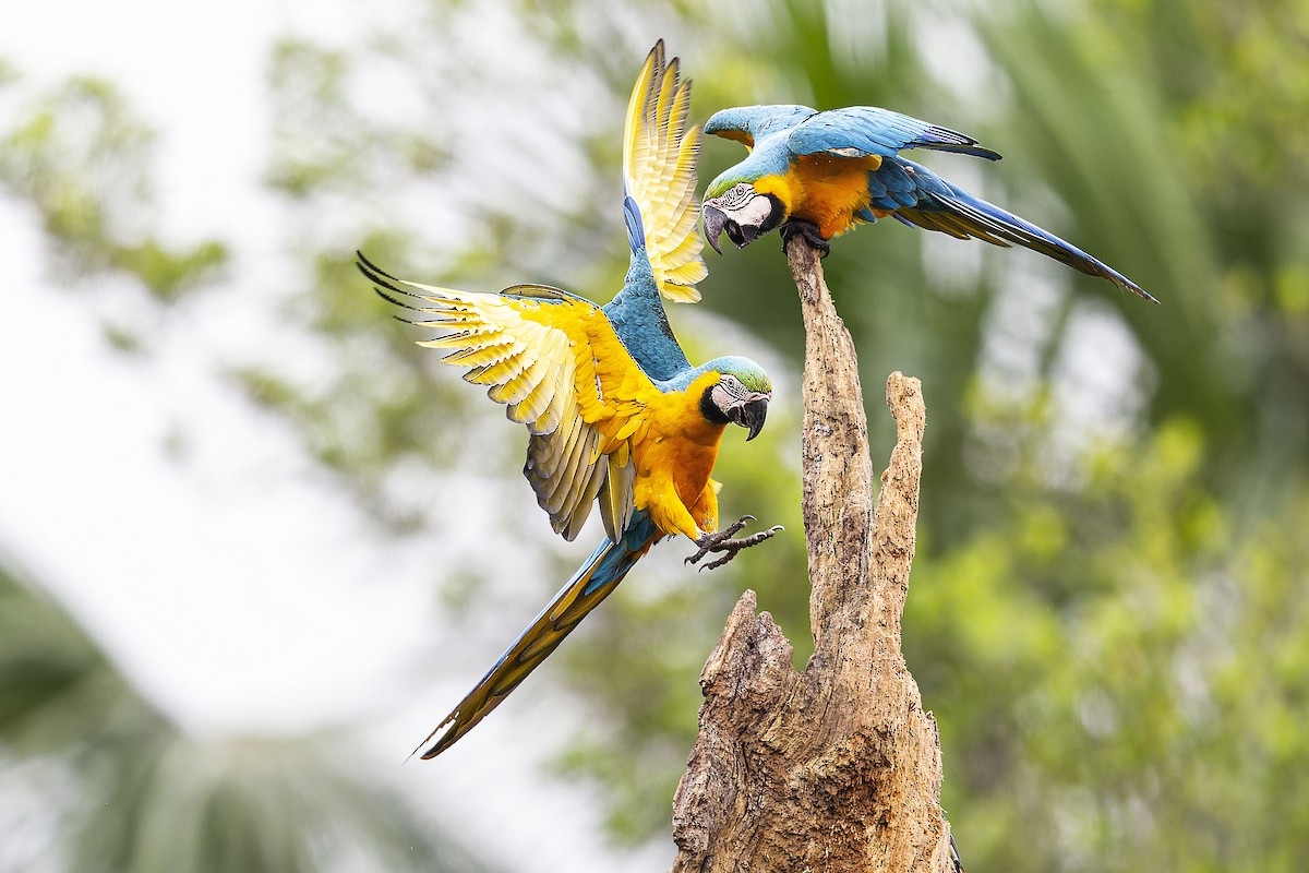 Blue-and-yellow Macaw - ML609561179