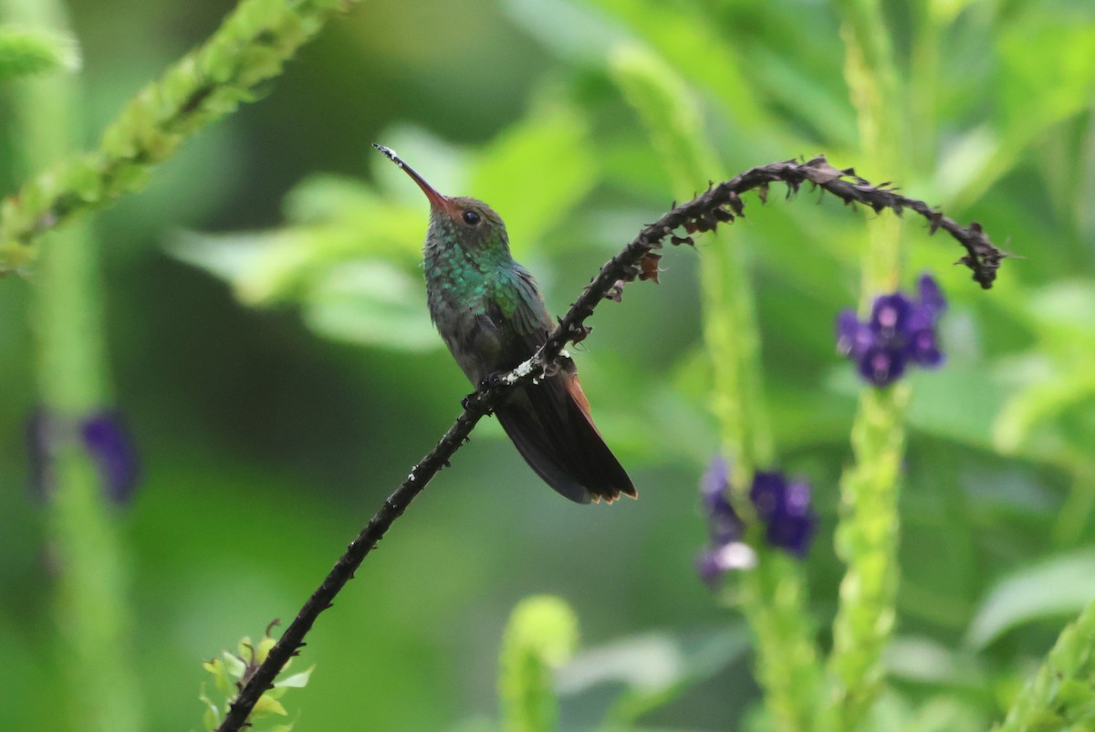 Rufous-tailed Hummingbird - ML609561183