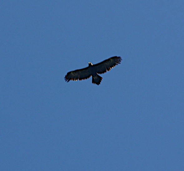Wedge-tailed Eagle - ML609561184