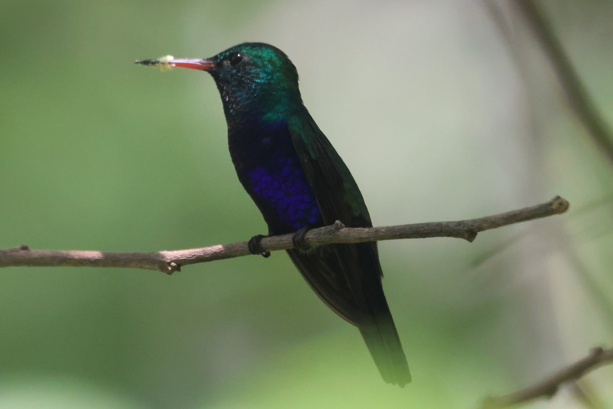 Violet-bellied Hummingbird - ML609561188
