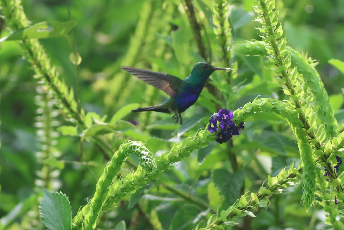 Violet-bellied Hummingbird - ML609561189