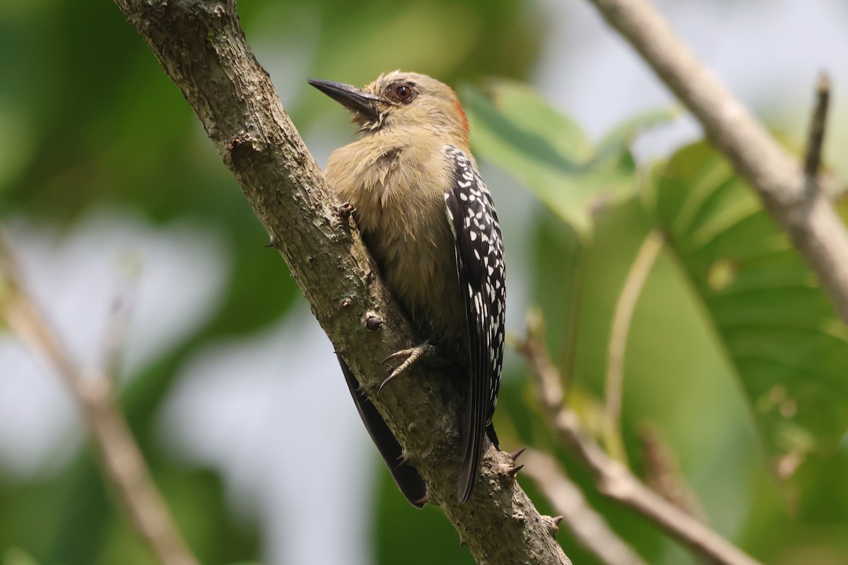 Red-crowned Woodpecker - ML609561229