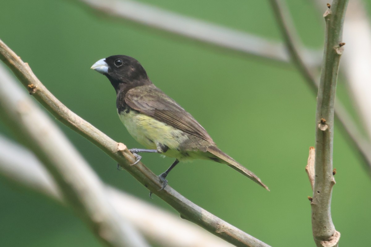 Yellow-bellied Seedeater - Jorge Alcalá