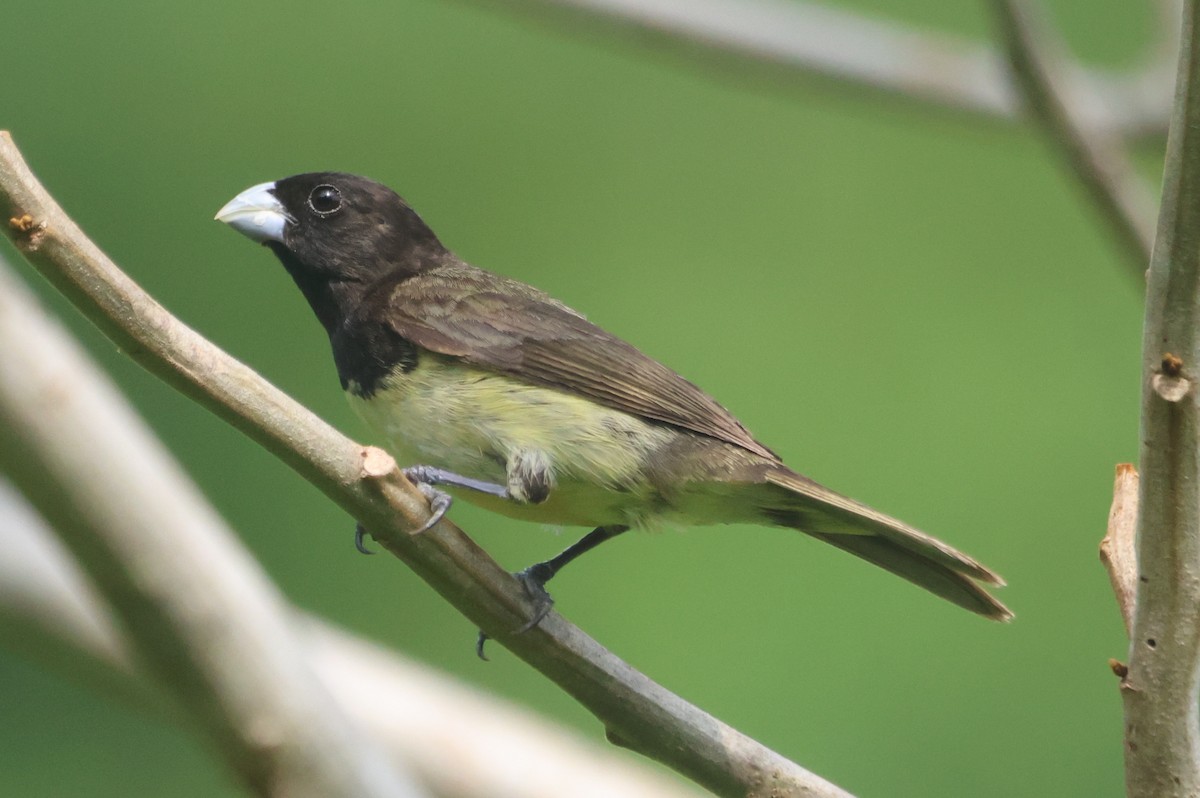 Yellow-bellied Seedeater - ML609561342