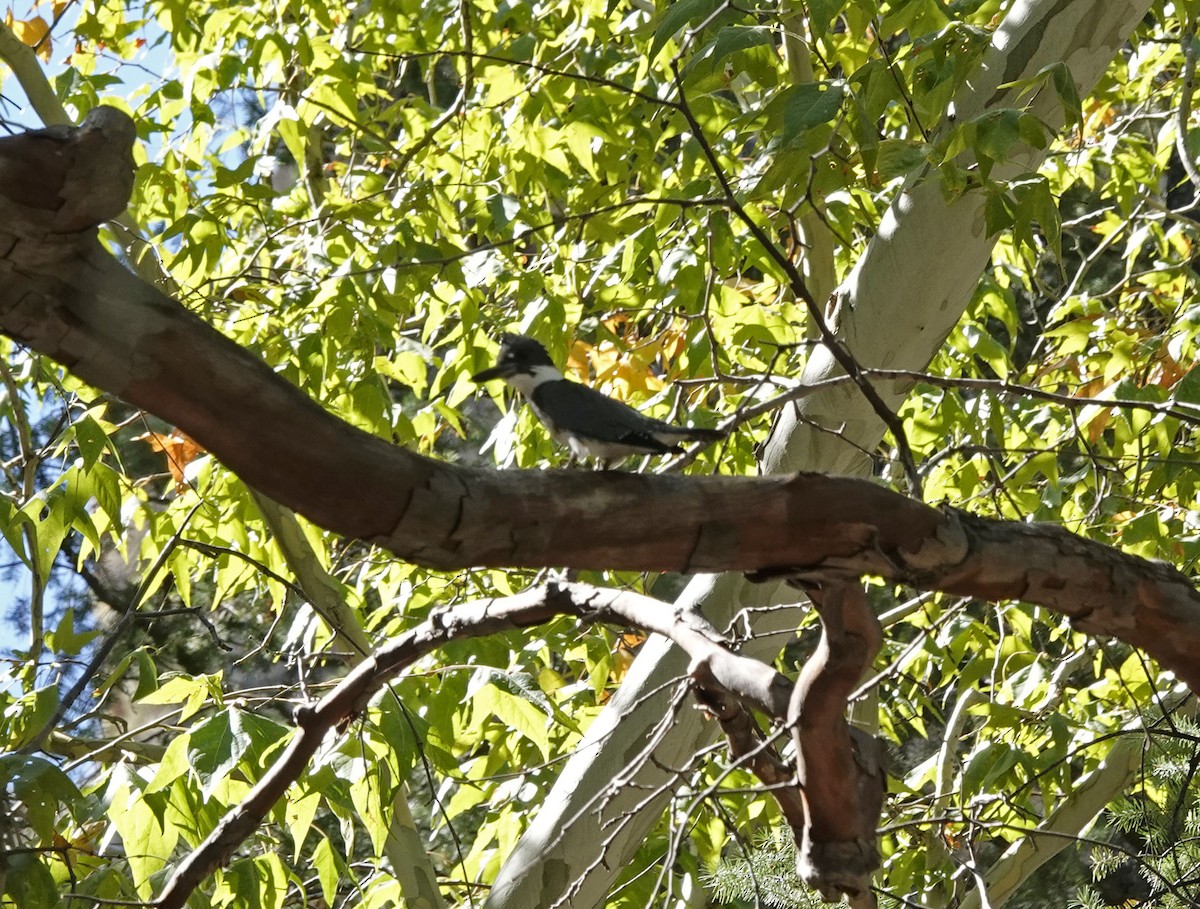 Ebird Checklist Oct Cave Creek Canyon South Fork