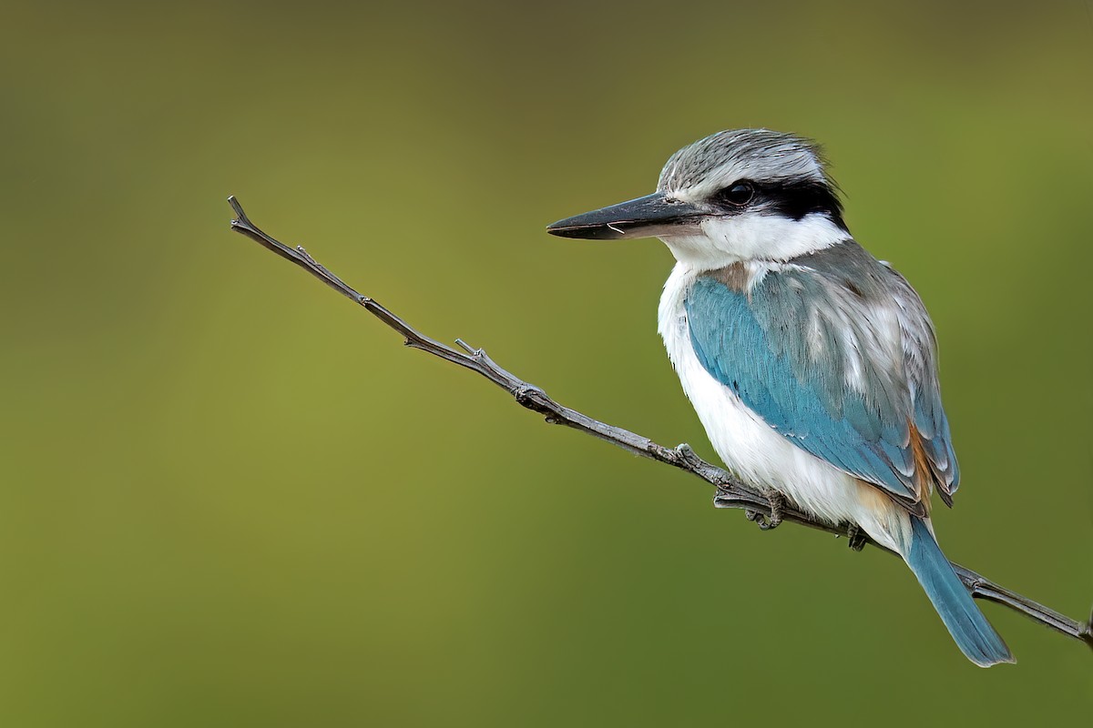 Red-backed Kingfisher - ML609561685