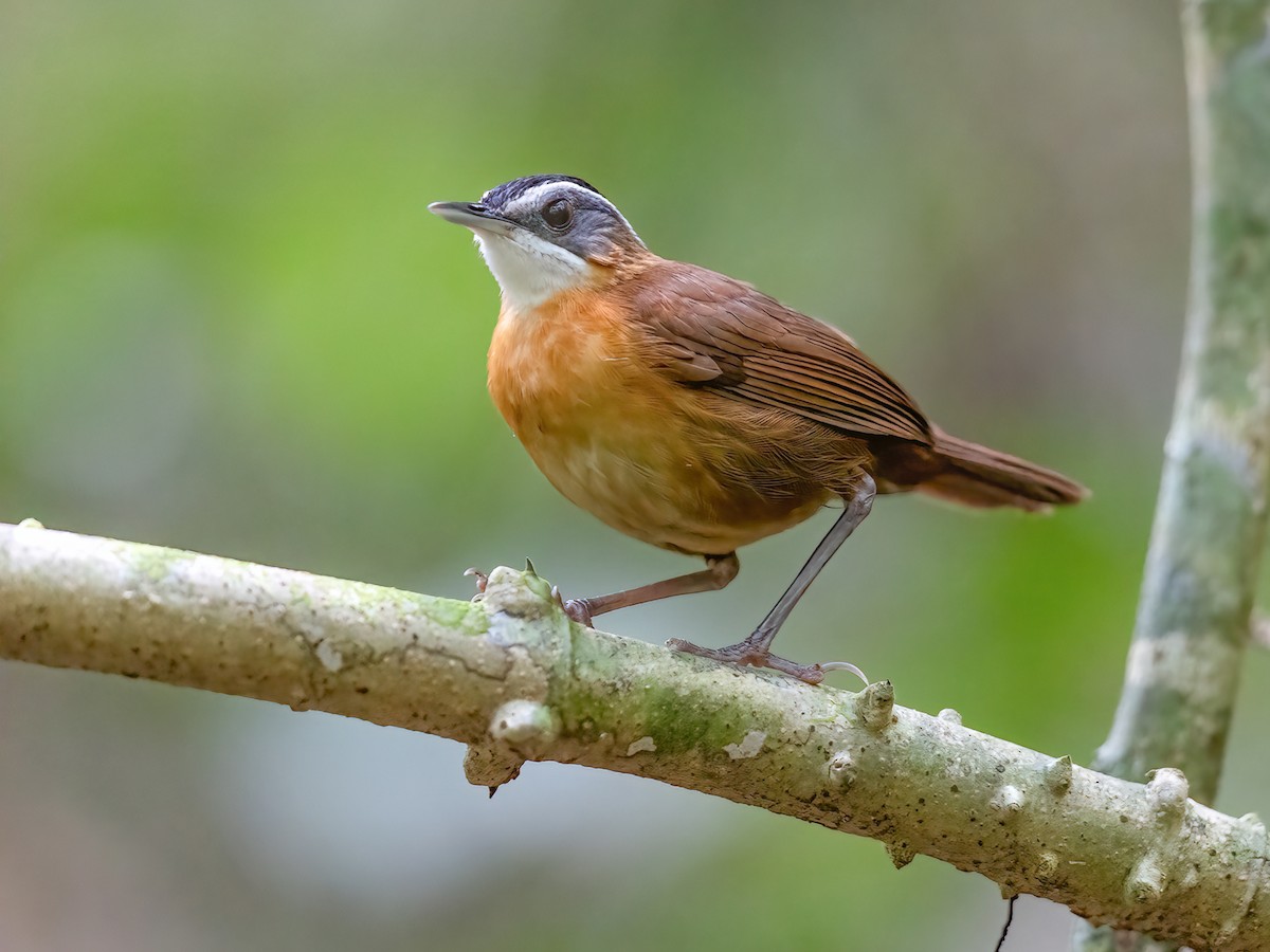 Malayan Black-capped Babbler - Pellorneum nigrocapitatum - Birds of the ...