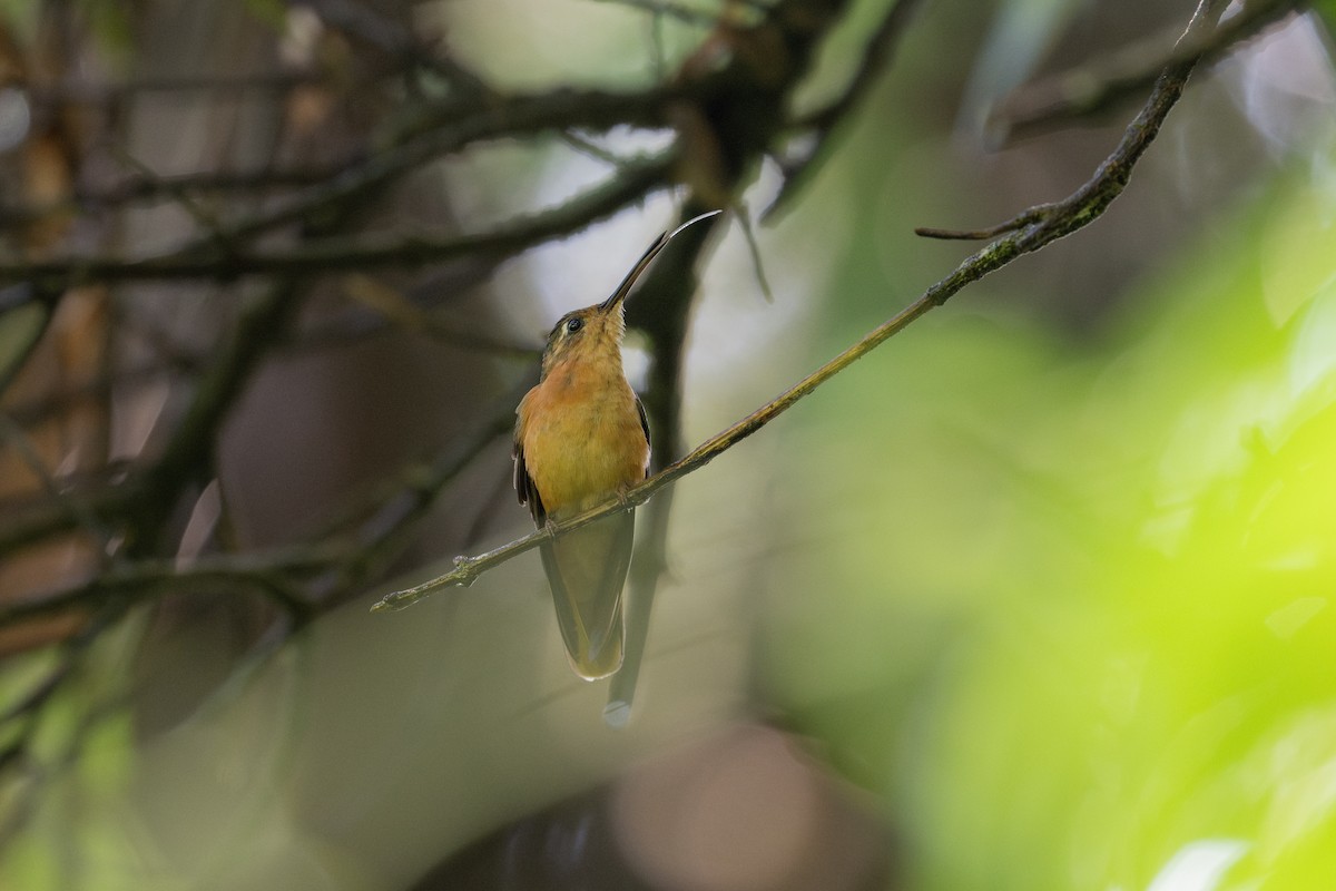 kolibřík pestroocasý - ML609561877