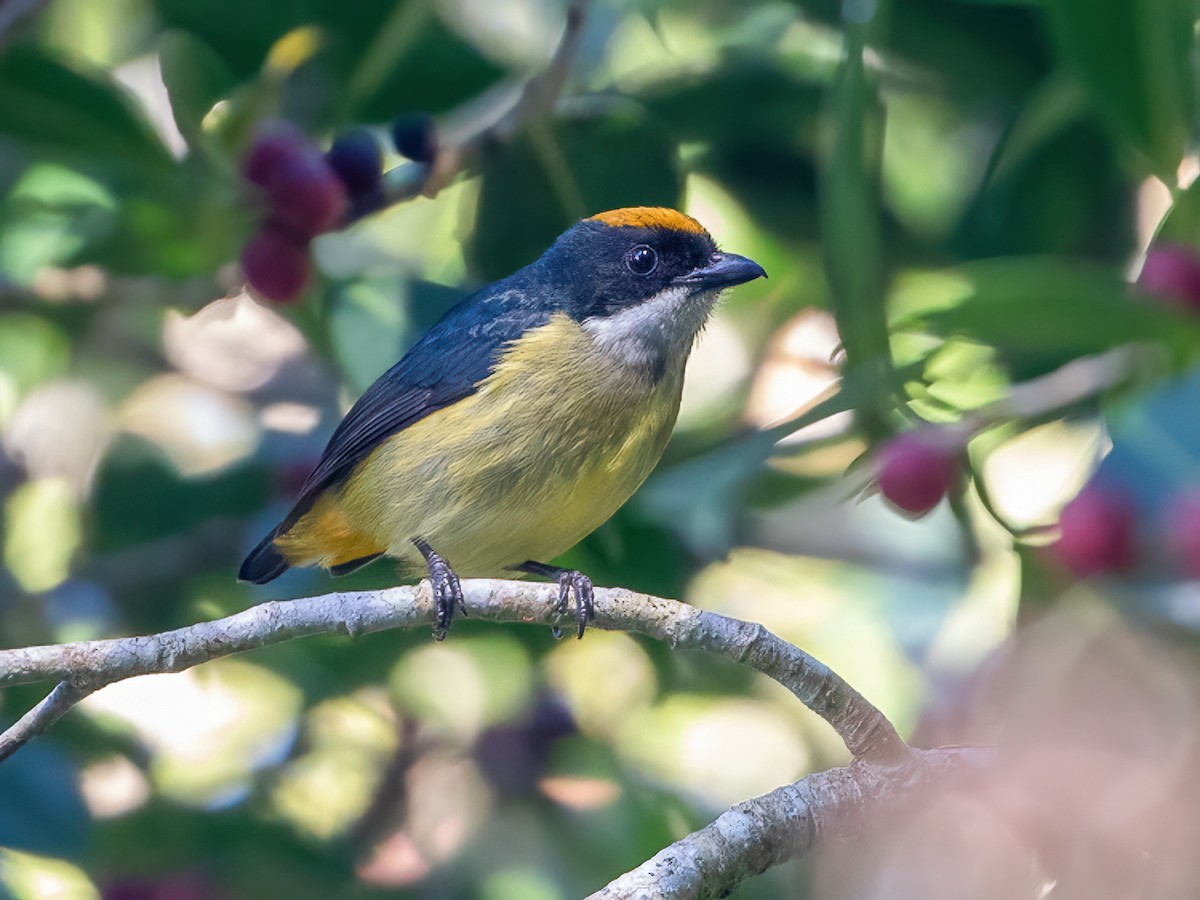 Yellow-crowned Flowerpecker - Dicaeum anthonyi - Birds of the World