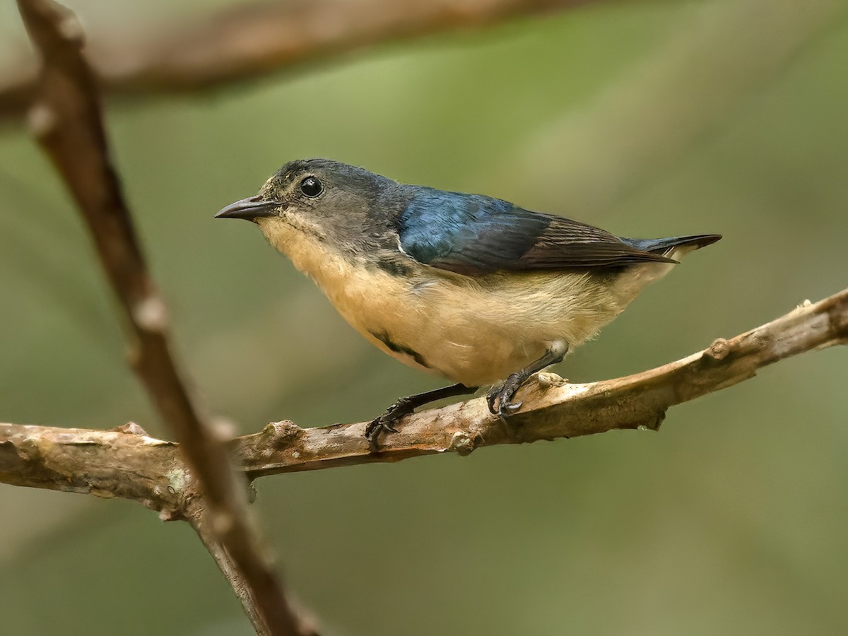 Cambodian Flowerpecker - Dicaeum cambodianum - Birds of the World