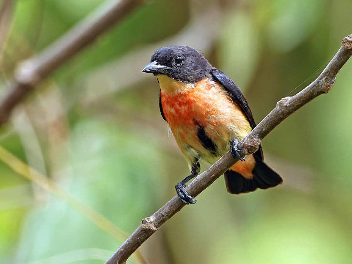 Pink-breasted Flowerpecker - Dicaeum keiense - Birds of the World