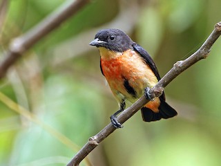  - Pink-breasted Flowerpecker