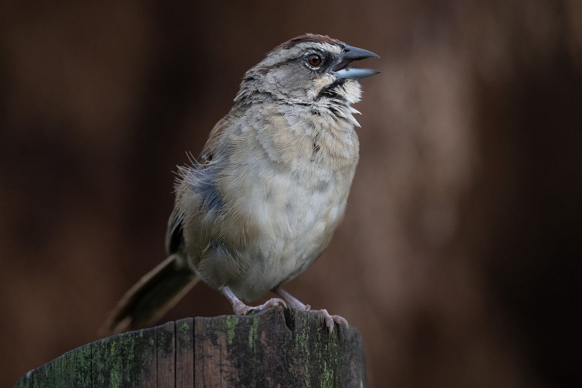 Rusty Sparrow - Charles Thomas