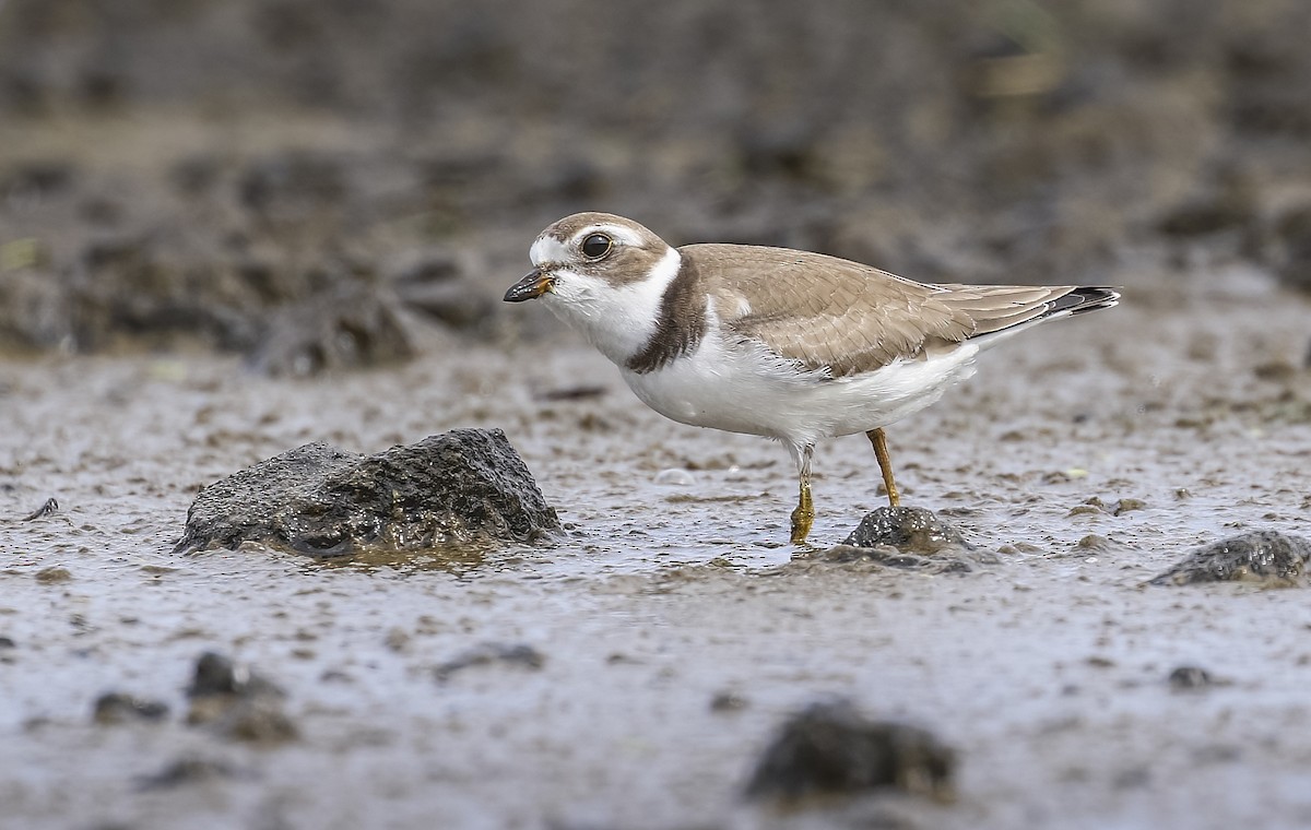 Semipalmated Plover - ML609562452