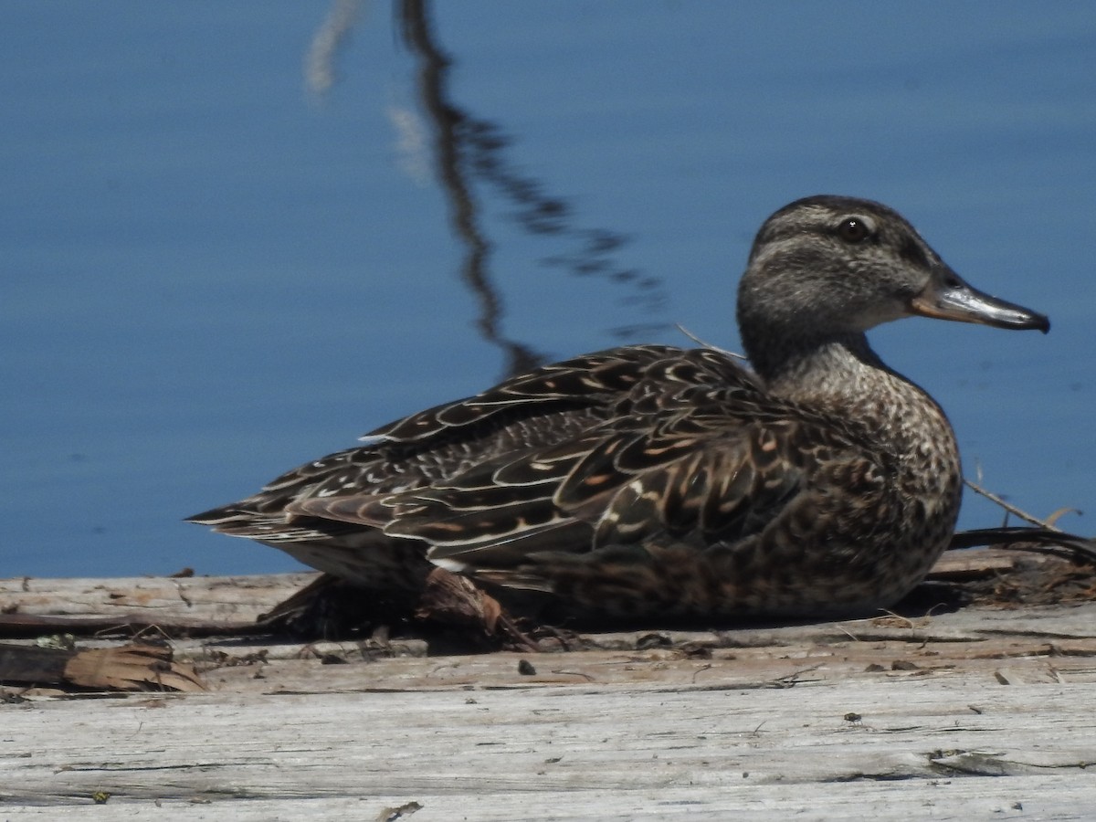 Green-winged Teal - ML60956251