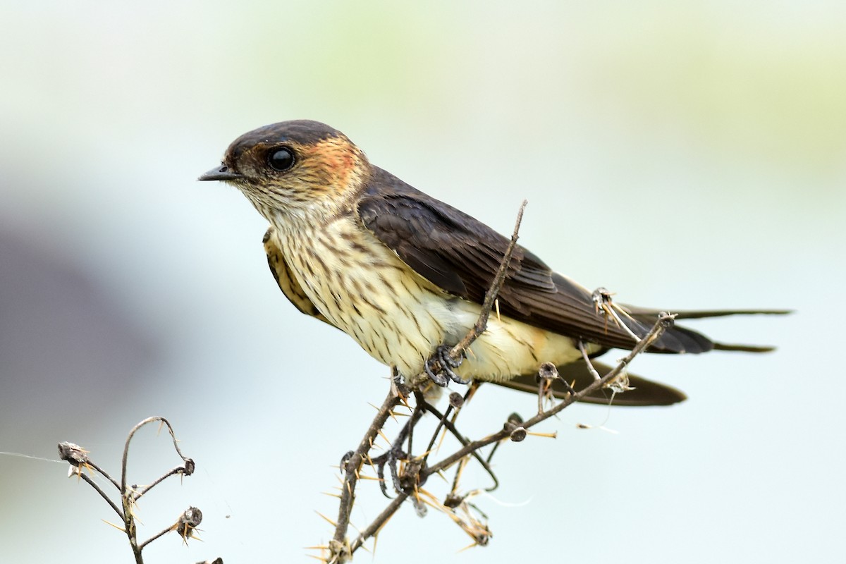 Red-rumped Swallow - ML609562525