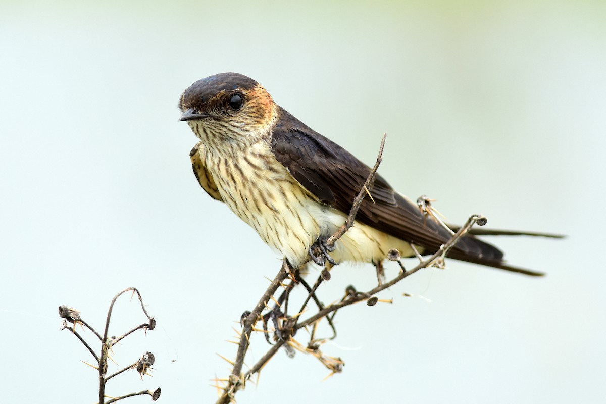 Red-rumped Swallow - ML609562587