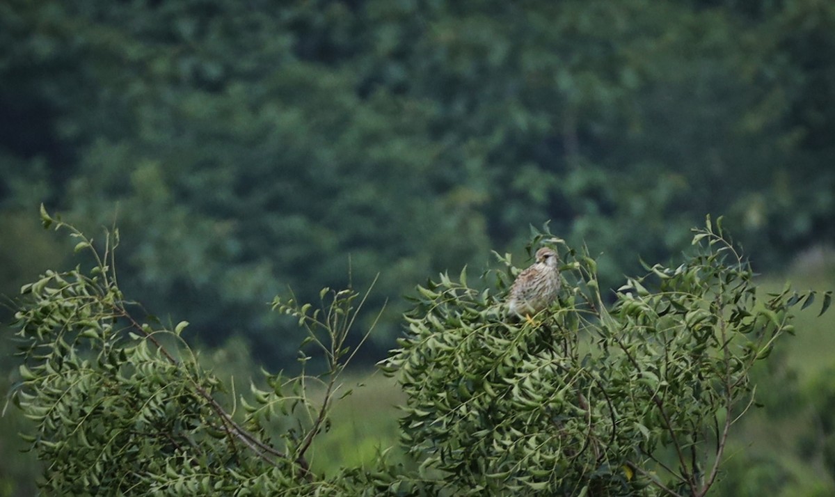 Eurasian Kestrel - ML609562835