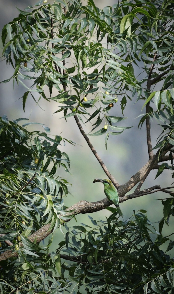 Asian Green Bee-eater - ML609562979