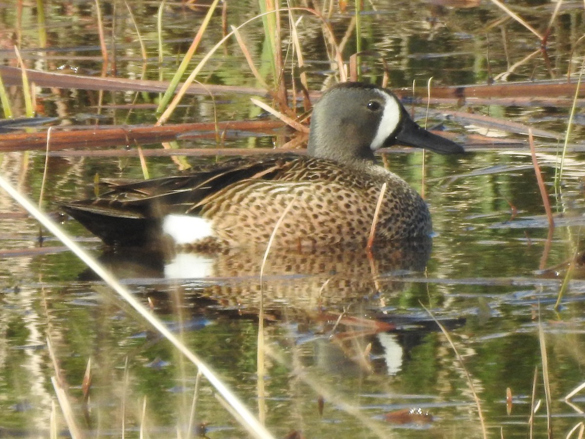 Blue-winged Teal - ML60956361