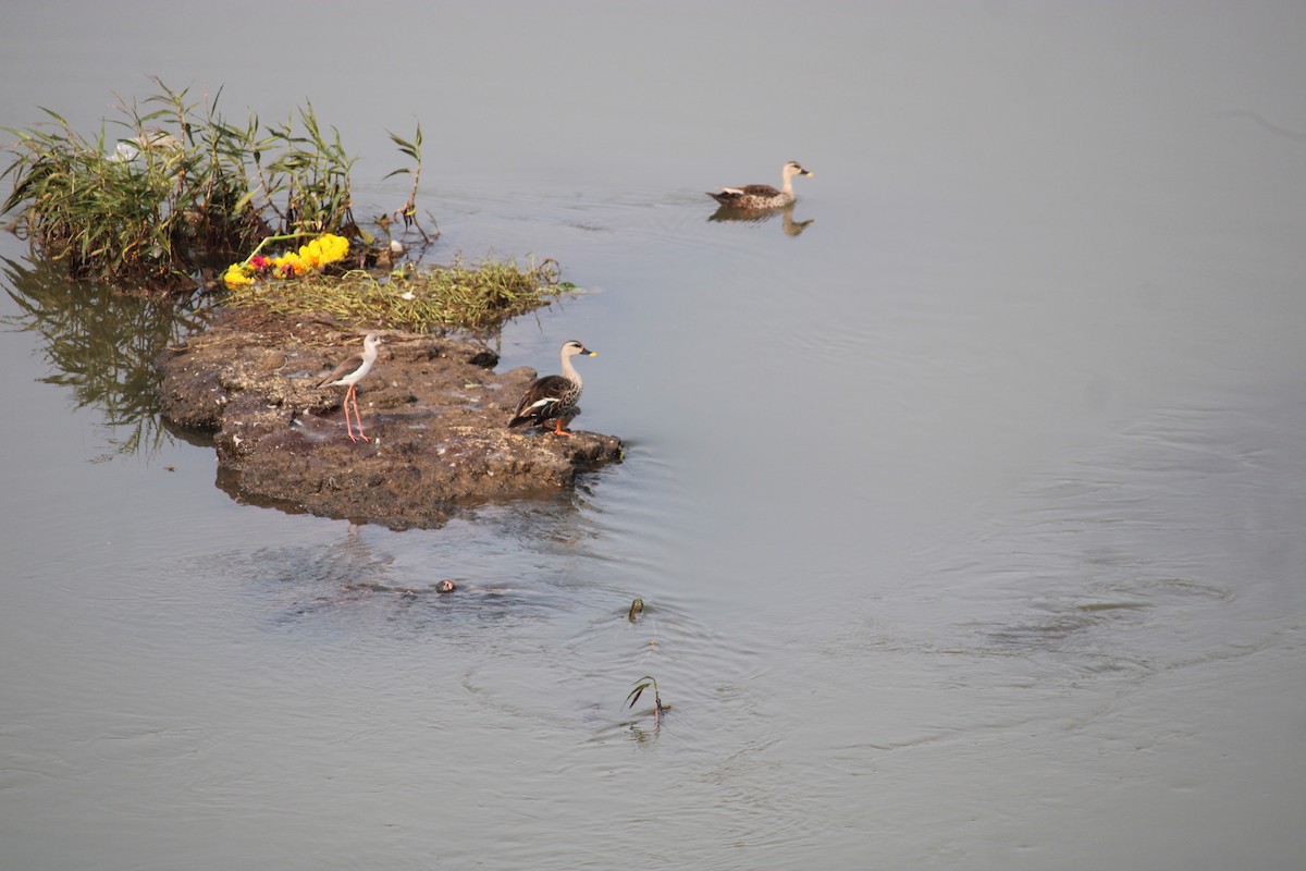 Indian Spot-billed Duck - ML609563851