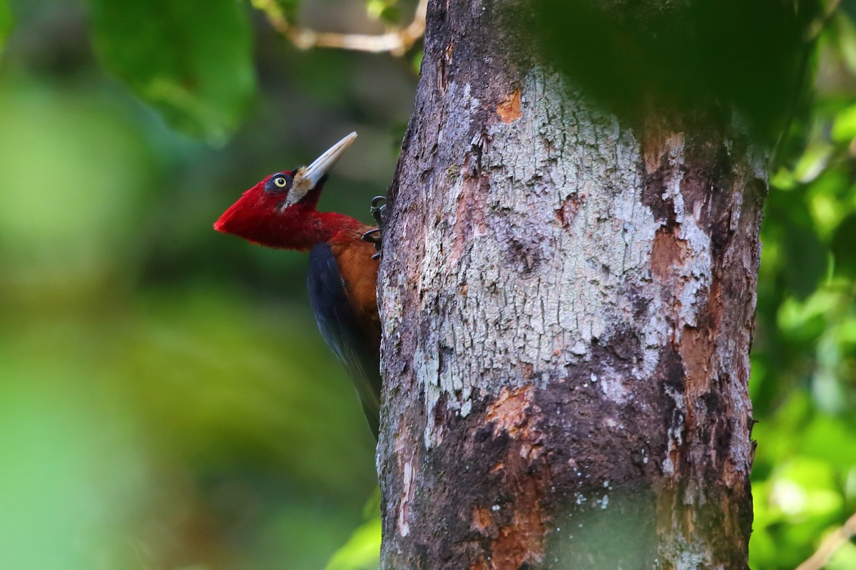 Red-necked Woodpecker - ML609563873